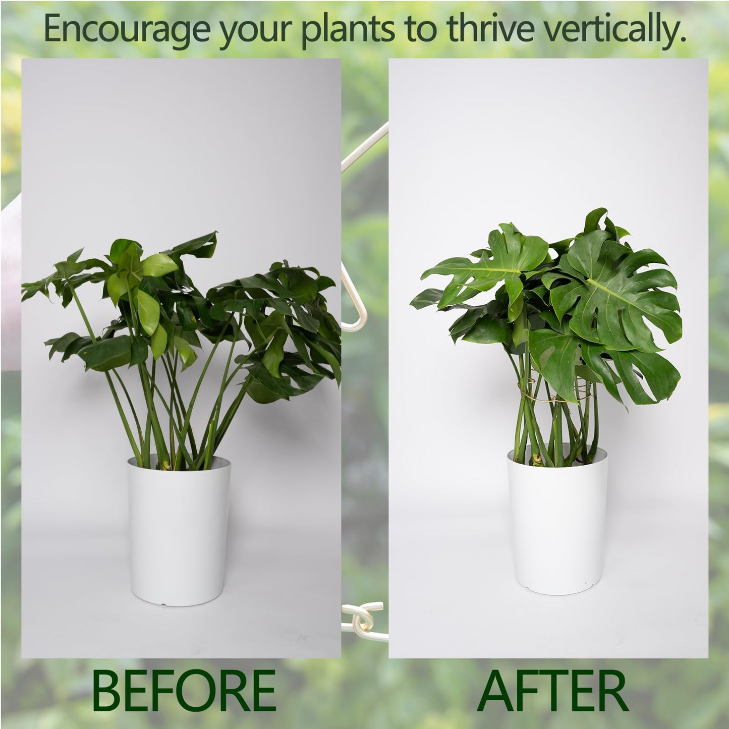 GOOOXIM Monstera Plant Support Stem Stabilizer 9 * 7.6 inches- Durable Leaf Holder & Adjustable Stake for Fishbone Cactus, Easy to Install Garden Tool for Optimal Growth in Indoor Plants