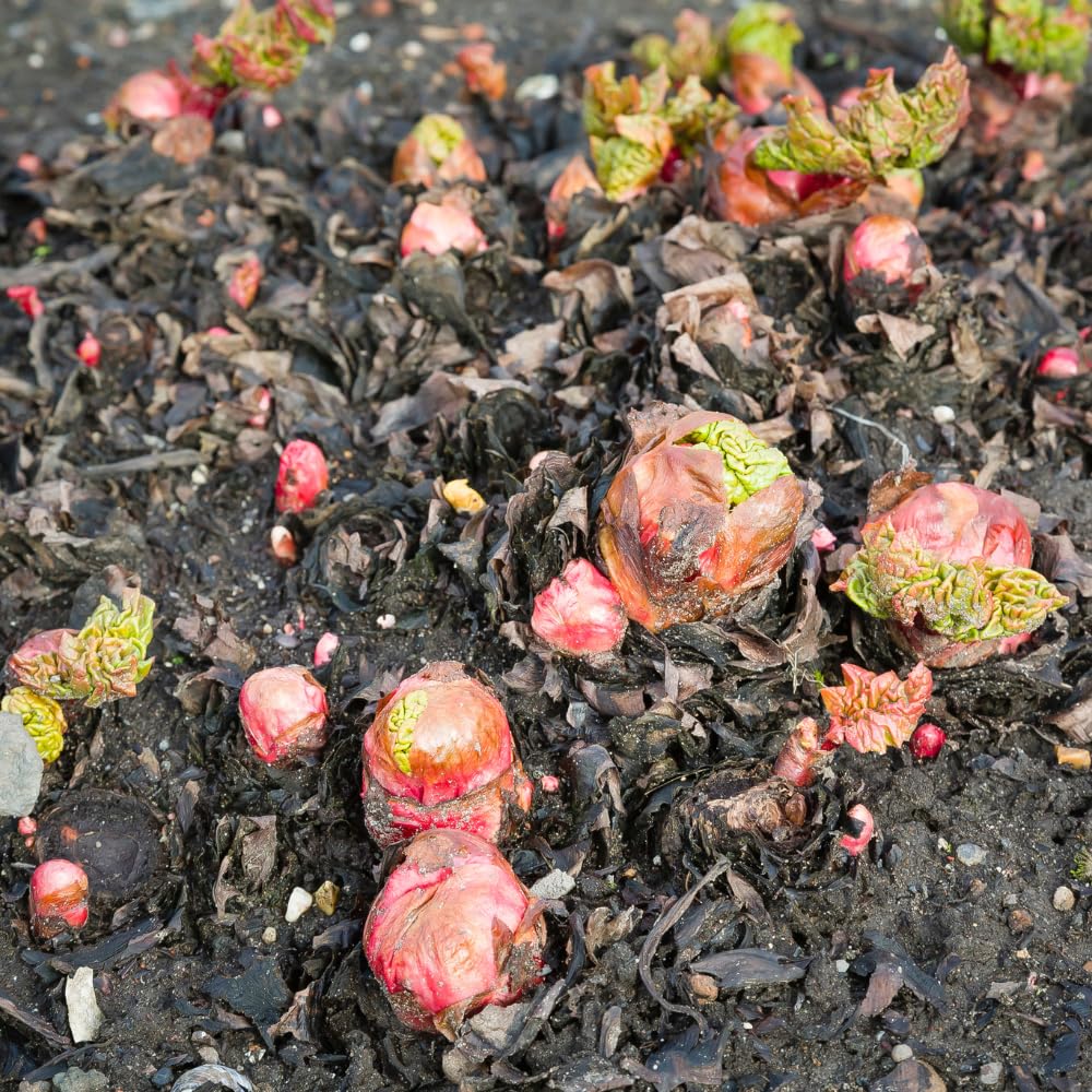 Rhubarb Plants Root for Planting, Hardy Rhubarb Plant Root for Outdoor Garden, Perennial, Size 3 to 6 Inch (5 Pack)