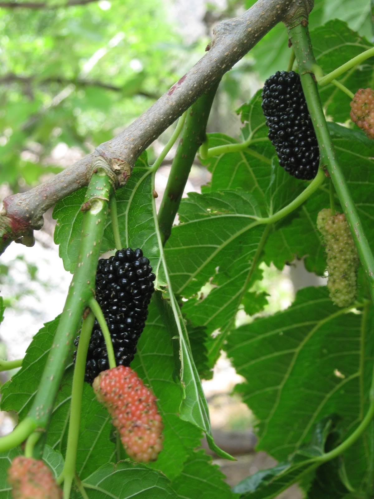 BALUTO Black Mulberry Tree Dwarf Everbearing Live Plant Morus Nigra 3-Inch Pot (1 Plant)