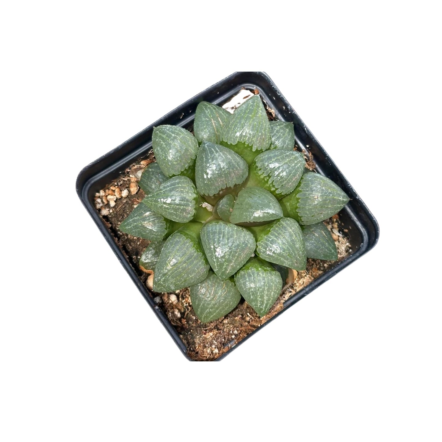 Rare Haworthia Emelyae VAR. Comptoniana Oyayubihime - Succulent Plants – Unique Varieties | Live Indoor Plants | Low-Maintenance | Great for Collectors, Home, Office, and Gifts