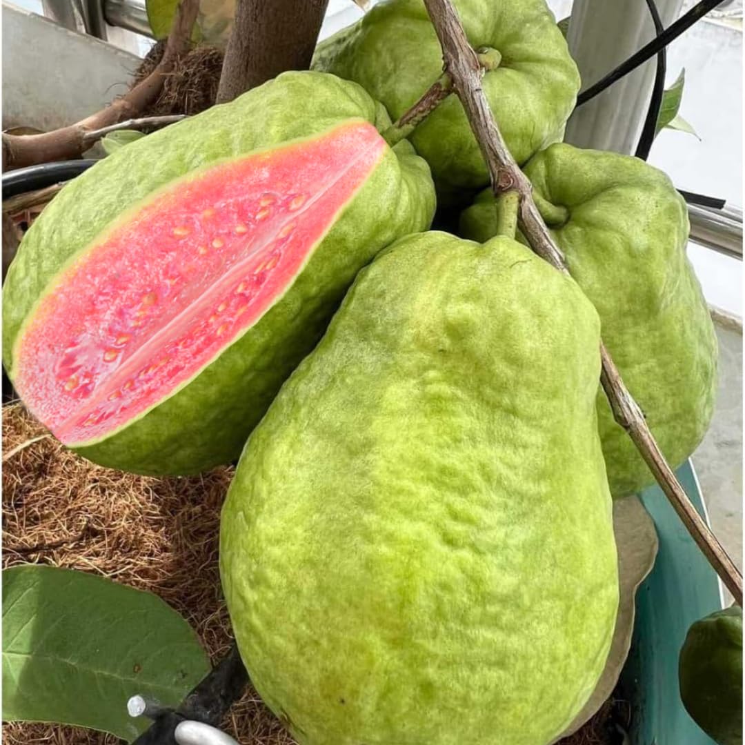 Pink Guava Tree Live Plant, 3 to 6 Inc Tall, Well Rooted, 4 Months Old Guava Tree Seedling, Fragrant Guava for Planting, Cold Hardy