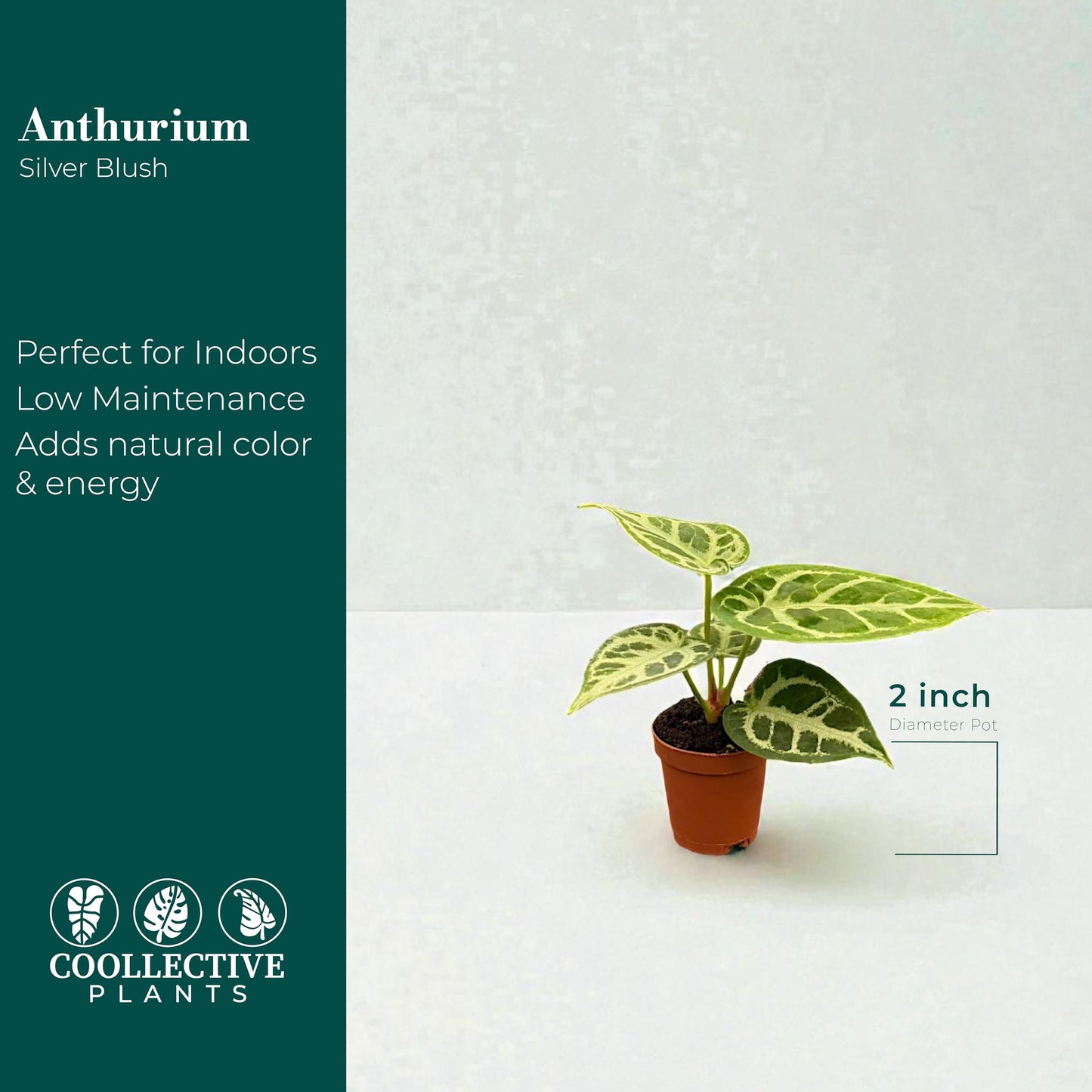 CoollectivePlants Anthurium Silver Blush – Live Indoor Plant in 2″ Grower Pot, Easy Care Tropical Houseplant, Low Maintenance Anthurium for Home or Office