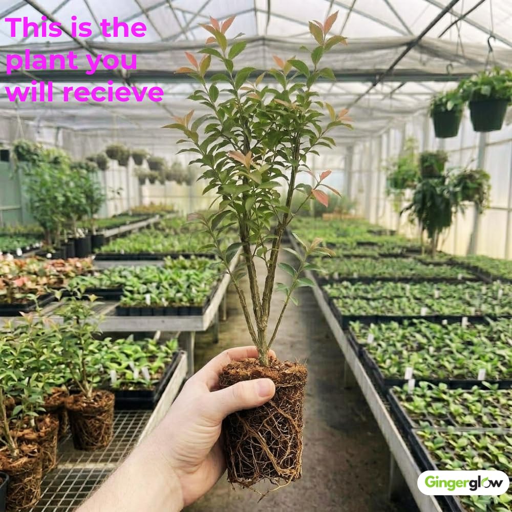 Dwarf Burning Bush Shrub Live Plant - Bare Root, Euonymus Alatus, Low Maintenance, Compact Dwarf Shrub with Brilliant Red Foliage for Garden & Landscape
