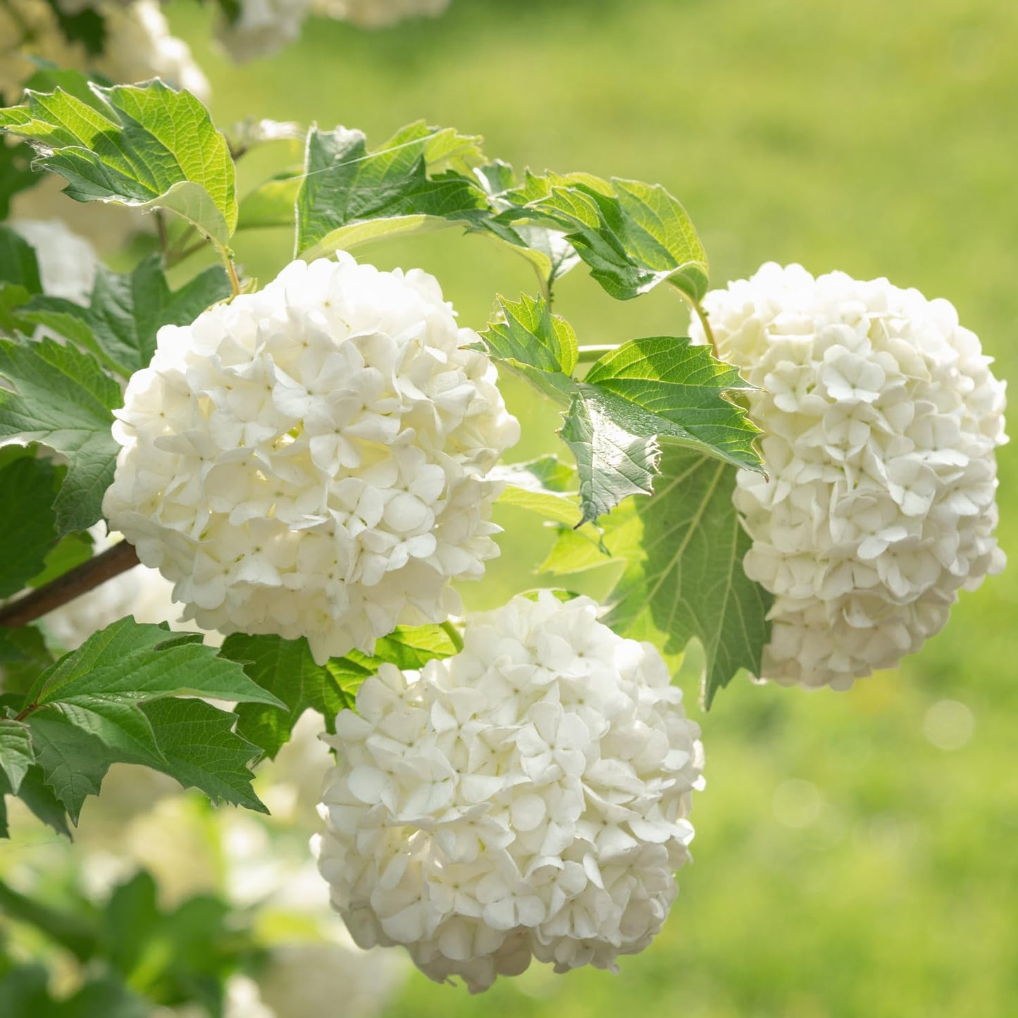 Old Fashion Snowball Viburnum Live Plant, 4 Inch Pot Viburnum Highbush Cranberry, 6 to 10 Inch Tall White Viburnum Plant