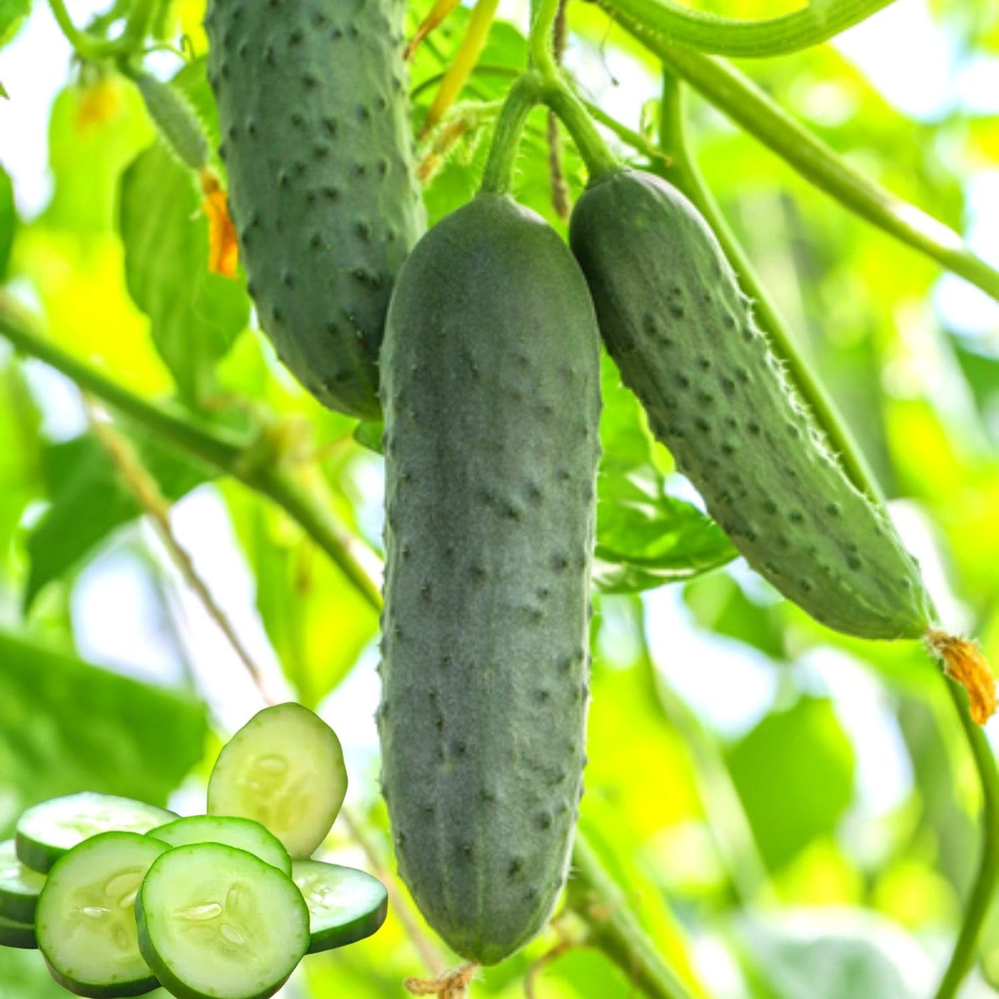 Set of 2 Live Green Cucumber Plants, 3 to 5 Inches Tall, Cucumber Plants Live, 4 Inches Pot, Cucumber Live Plants, Cucumber Starter Plants for Growing, Easy to Plant Outdoor