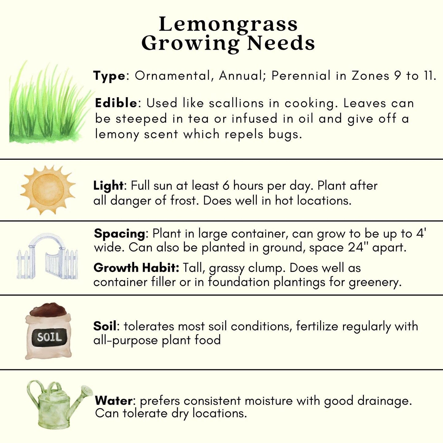 Clovers Garden 2 Large Lemongrass Plants Live - Mosquito Repellent Plants 4”– 7” Tall in 3.5” Pots - Non-GMO Edible Medicinal Herb Cymbopogon Citratus