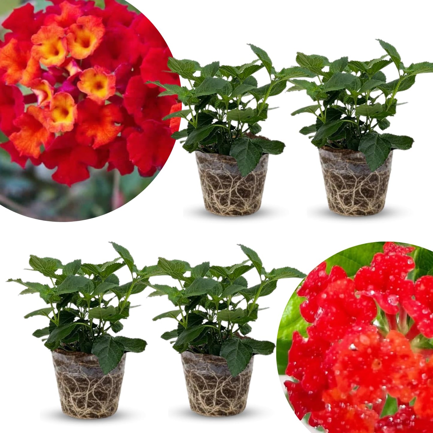 2 Red Lantana Plants Live Trees, Ready to Bloom, Hardy Long Blooming Seasons, Vibrant Colorful Perennial Fragrant, 5-10" in Tall, Full Sun Growing