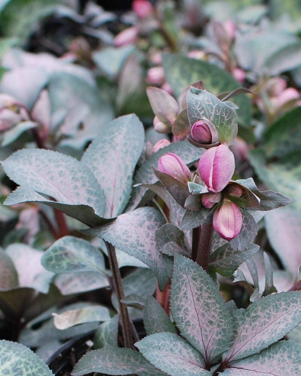 Perennial Farm Marketplace Helleborus Frostkiss® Dorothy’s Dawn® (Lenten Rose) Live Perennial, Size-#1 Container, Pale Pink Winter to Spring Flowers with Marbled Evergreen Foliage