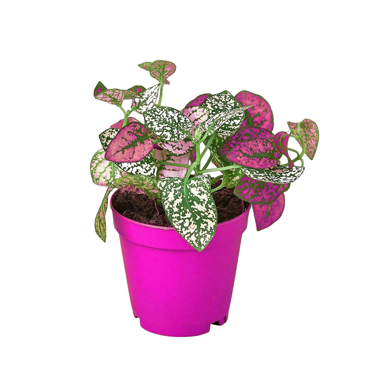 6 Pack Hypoestes 'Polka Dot' in 4in Pot - Live Tropical Houseplant - Easy to Grow | Variegated | USA Growers | The Snobby Leaf