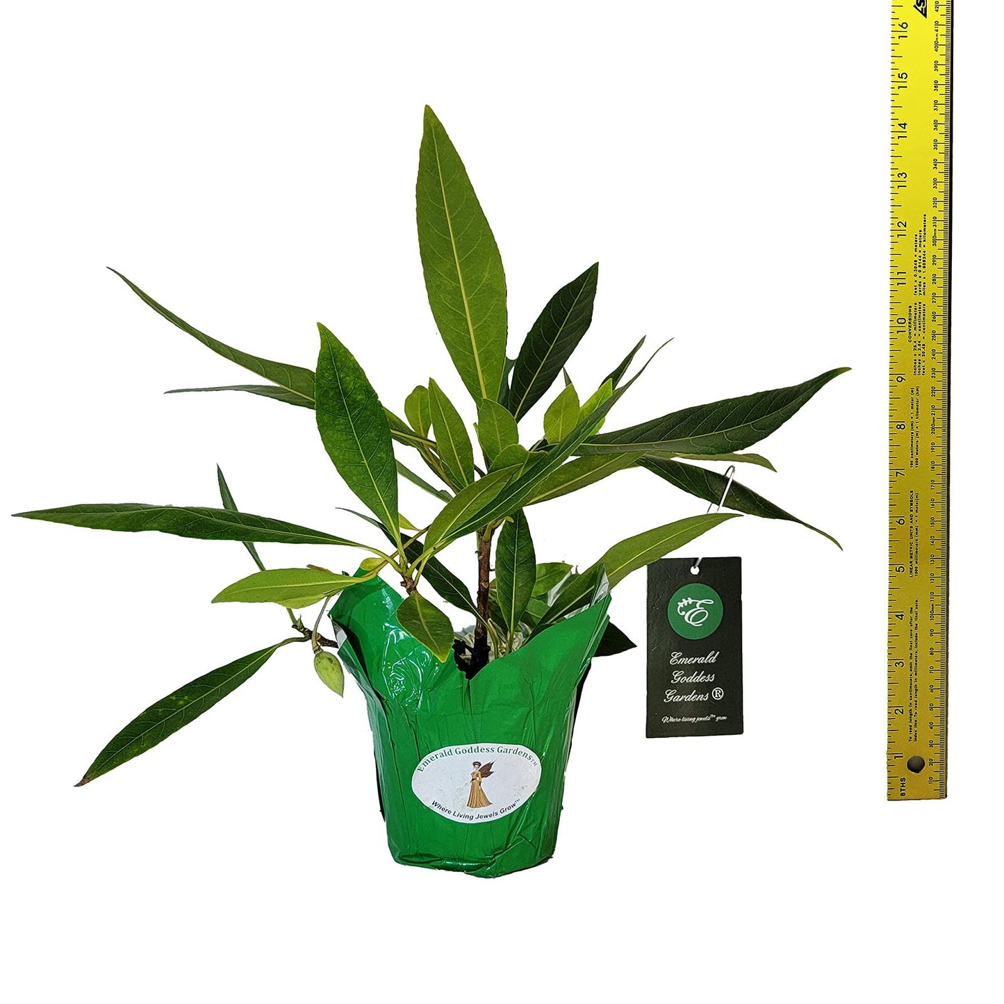 Fairy Petticoat - Elaeocarpus grandiflorus - Live Tree Plant - Unusual Fringed Pink White Flower - Emerald Goddess Gardens - Starter Sz 4 Inch Pot