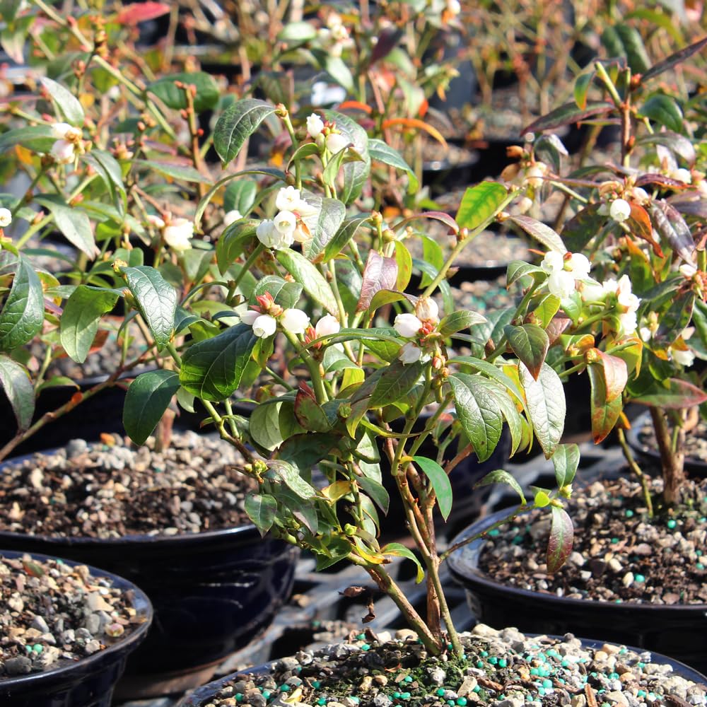 Brussel's Bonsai Live Dwarf Blueberry Bonsai Tree - Small, 4 Years, 6 to 8 Inches Tall - Outdoor Live Bonsai Tree with Ceramic Pot and Bonsai Tray