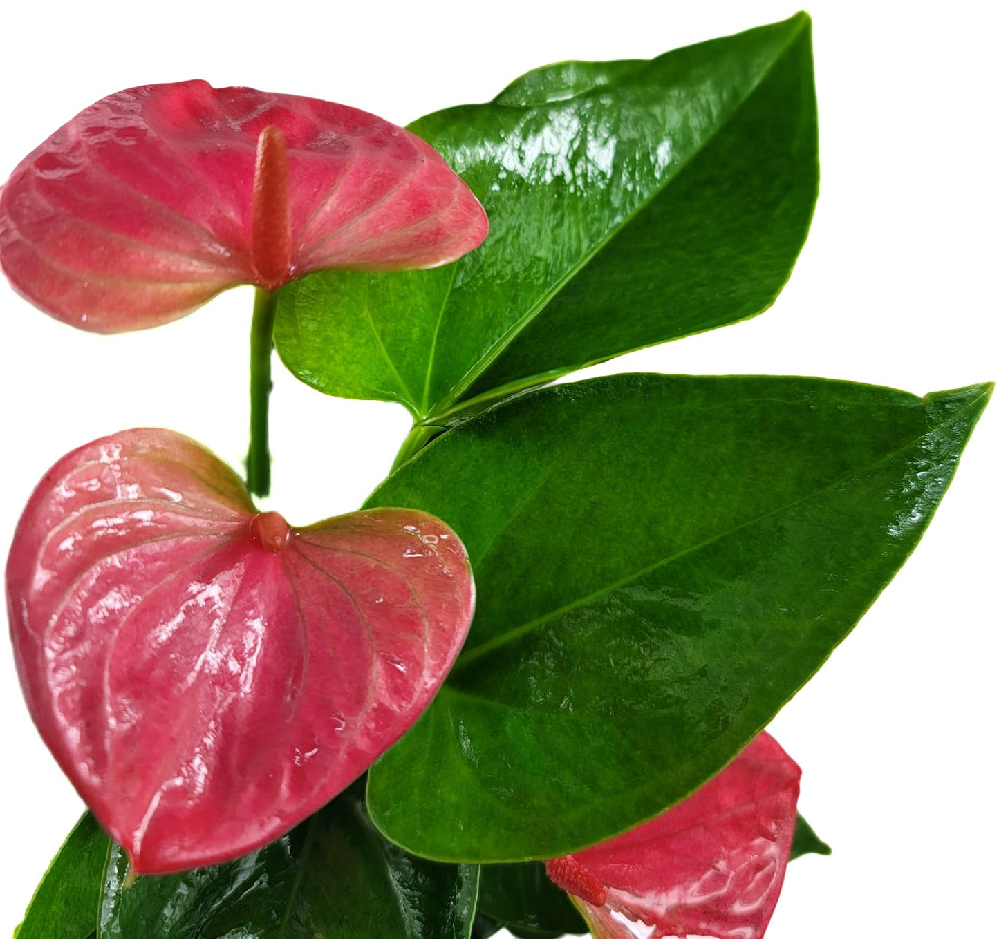 Anthurium Live Plant Pink Flowers - Anthurium Andraeanum Pink Flower - Anthurium Plants Live House Plants - Heart-Shaped Leaves - Available in 4" & 6" Pot - CA Seller (Small Plant, 4" Pot)