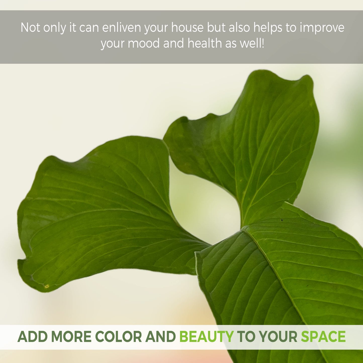 LEAL PLANTS ECUADOR Anthurium Draconopterum| Lush Green Indoor House Plant | Large Elephant Ear Leaves | Air-Purifying Low-Light Houseplant | Exotic Tropical Anthurium for Home Decor