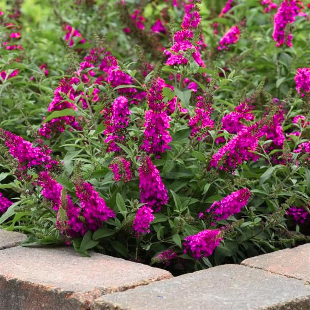 Potted Butterfly Bush Live Plant, 5-9" in Tall, Cold Hardy, Spring Outdoor PlantingBlooms Summer to Fall, Dormant in Winter (Cranberry Buddleia Plant)