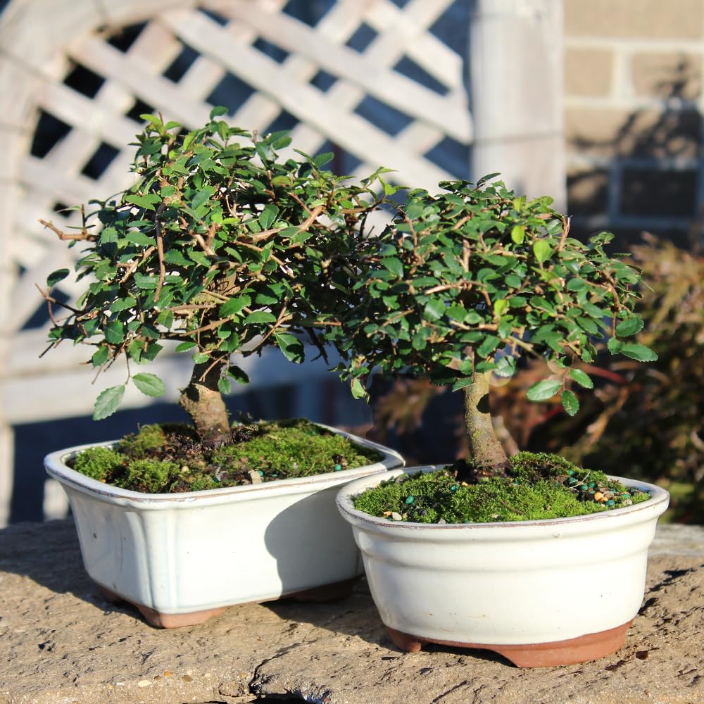 Brussel's Bonsai Live Chinese Elm Bonsai Tree, Outdoor, 2 Pack - Small, 5 Years Old, 6 to 8 inches Tall - Includes Decorative Ceramic Bonsai Pots