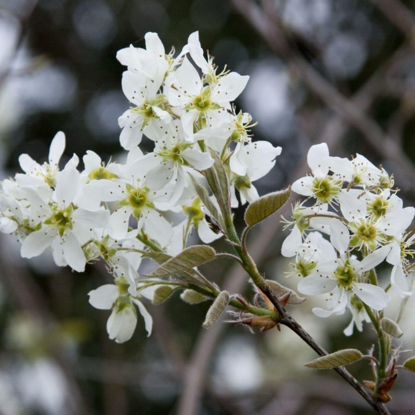 Autumn Brilliance Serviceberry, Four-Season Interest with Blooms and Berries, 1 gal. Nursery Pot, 1–2 ft Tree Height (Ships to 48 States Including CA & AZ)