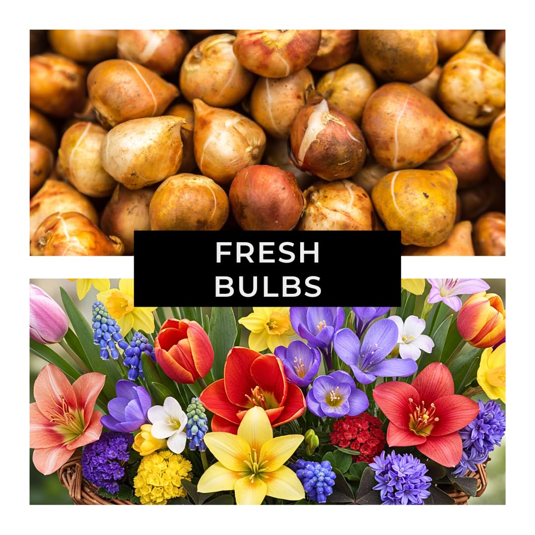 Complete Spring and Fall Flower Garden | 50 Fresh Bulbs | Bloom All Spring and Summer, Easy to Grow Flower Bulb, Indoor/Outdoor