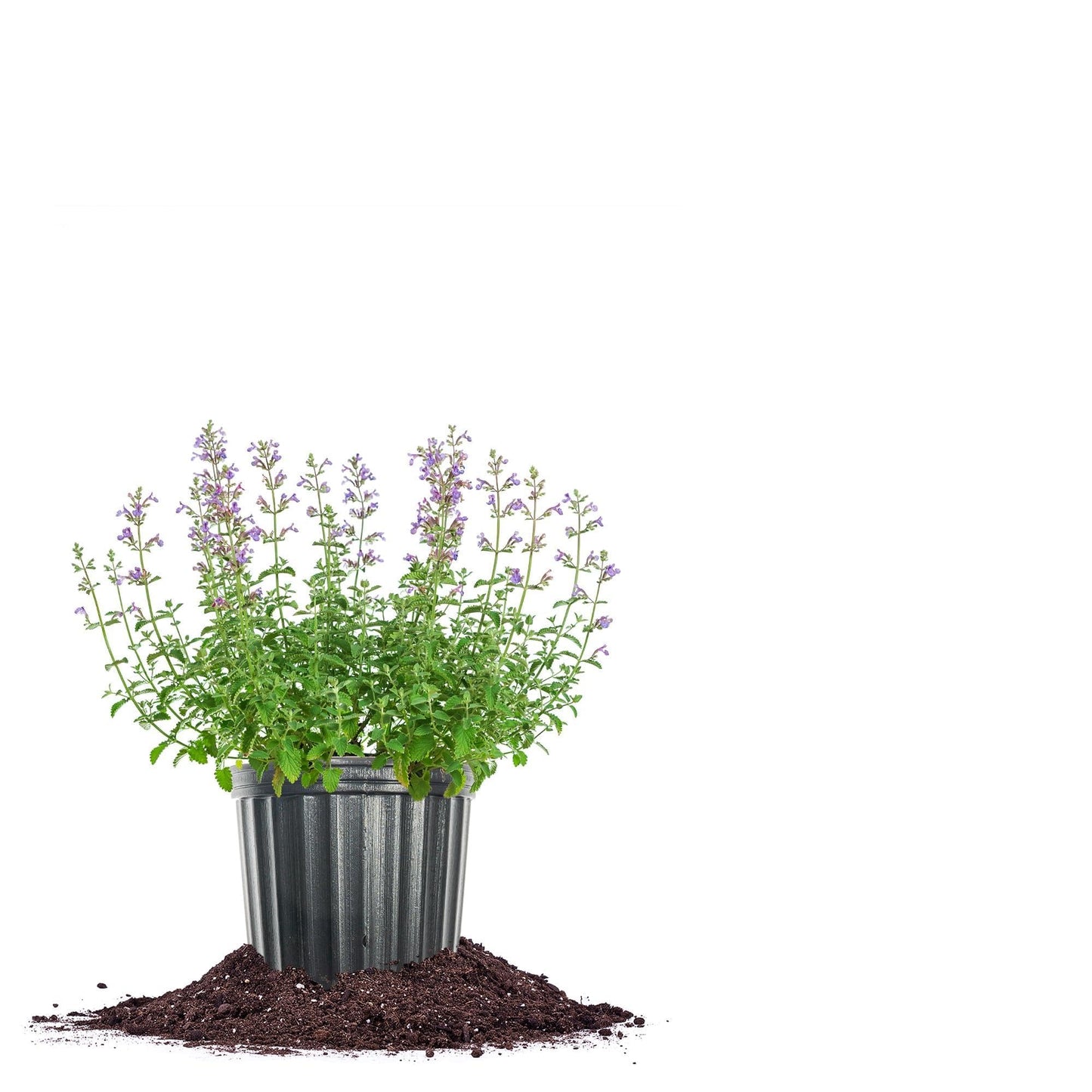 Perfect Plants Nepeta 'Walker's Low' 1 Gallon | Live Shrub for Summer Flowers | Drought Tolerant Perennial