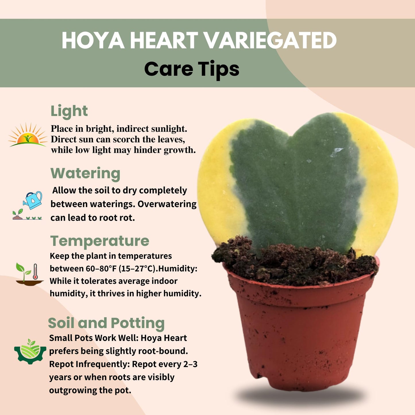 Hoya Heart Variegated Kerri Live Plant in 2-Inch Pot - Rare Heart Succulent, Easy to Care Air-Purifying Houseplant for Home, Office, Wedding Décor, and Birthday Gifts (Heat Pack Included)