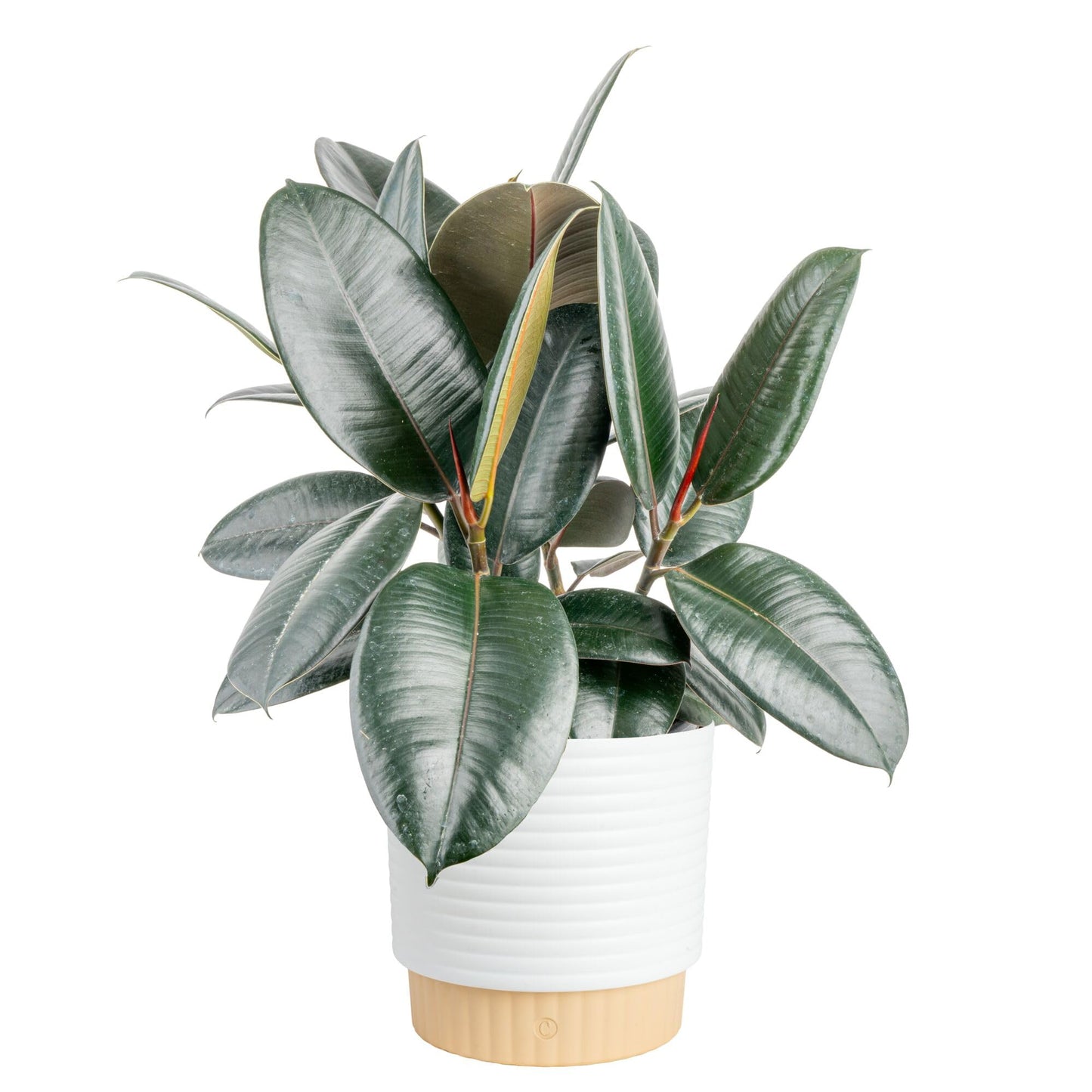 Costa Farms Burgundy Rubber Live Plant in Decorative Pot, Air Purifying Large Indoor Houseplant, Perfect for Home, Room, or Office Decor, Great House Warming or Birthday Gift, 2-3 Feet Tall
