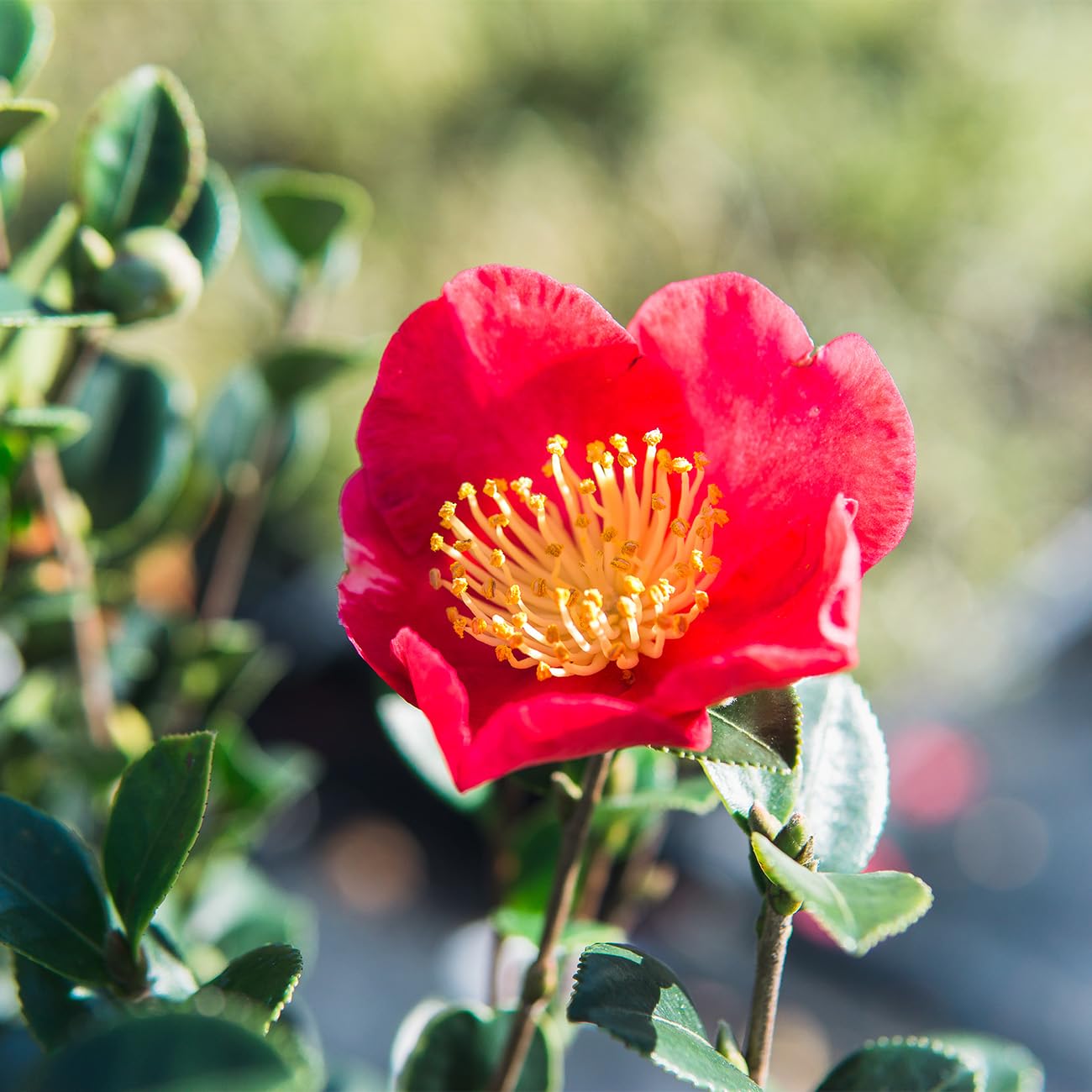 PERFECT PLANTS Yuletide Camellia Bush 1 Gallon | Live Shrub for Outdoor Planting | Beautiful Early Spring Flowers | Red Flower with Yellow Center