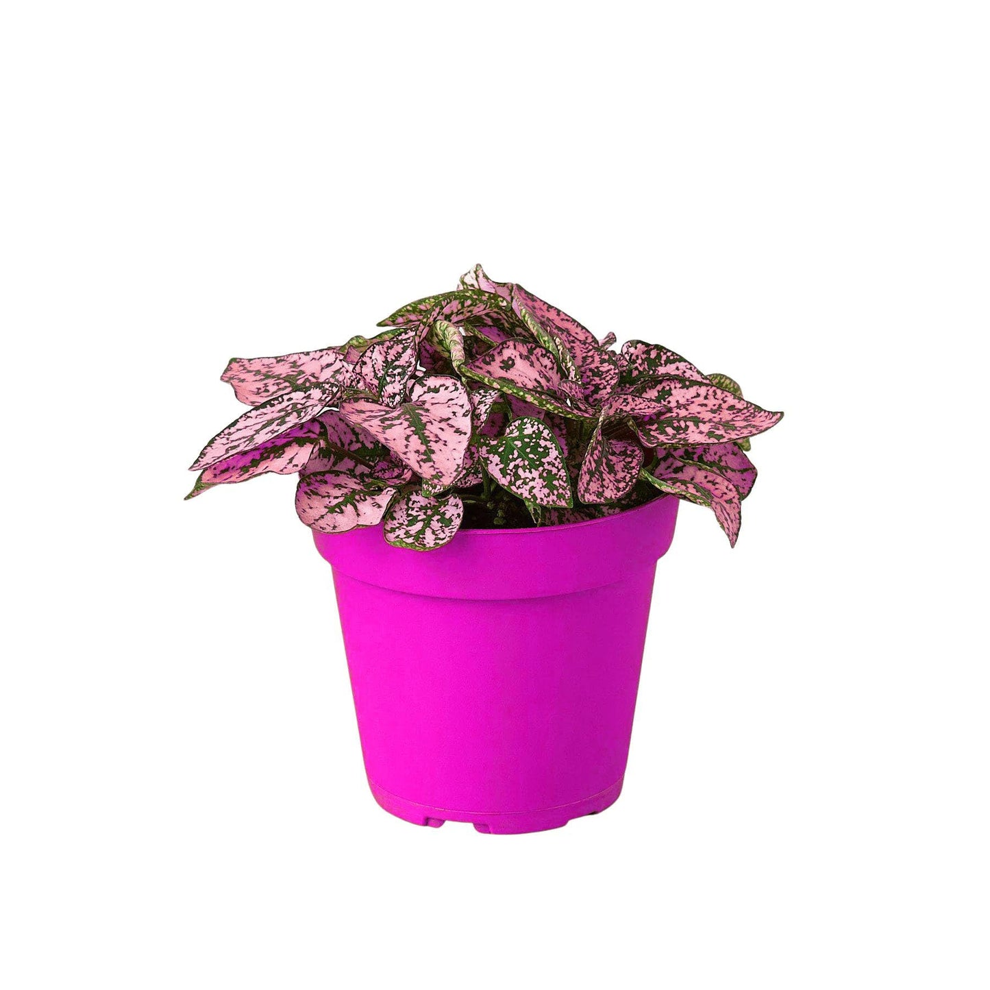 10 Pack Hypoestes 'Polka Dot' in 4in Pot - Live Tropical Houseplant - Easy to Grow | Variegated | USA Growers | The Snobby Leaf