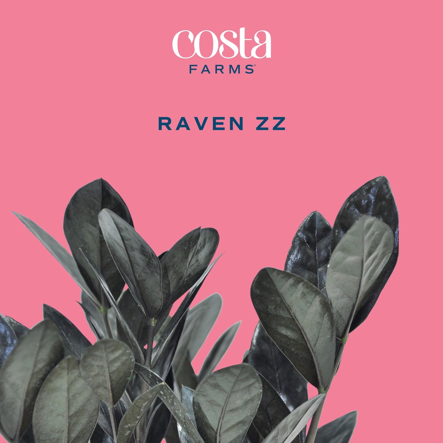 Costa Farms Raven ZZ Live Plant in Self Watering Pot, Easy to Maintain, Air Purifying Indoor Houseplant, Perfect for Home, Room, or Office Decor, Great House Warming or Birthday Gift, 12-18 Inches