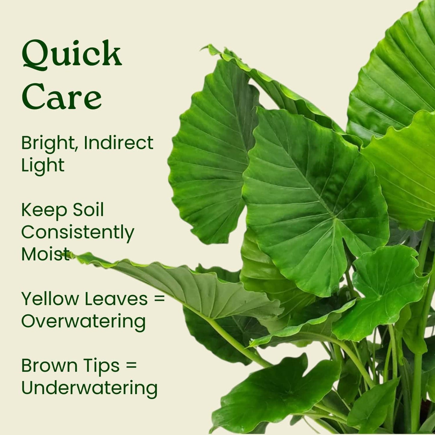 Tropical Plants of Florida Alocasia California Live Plant 3 Gallon 10 Inch Nursery Pot, 26 to 32 Inch Tall Elephant Ear Plant, Tropical Indoor Outdoor Foliage