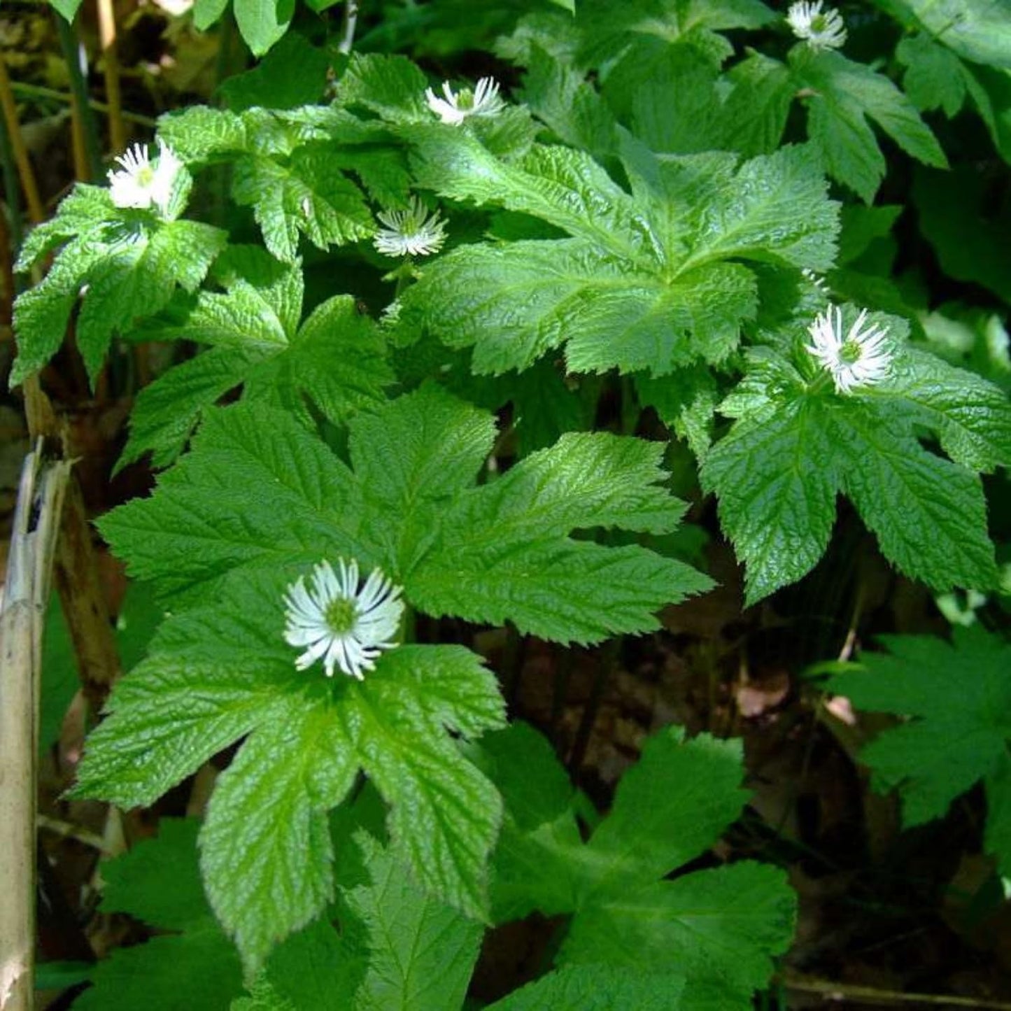 Pack 10 Goldenseal Roots, Golden Seal Live Plants for Outdoor Growing