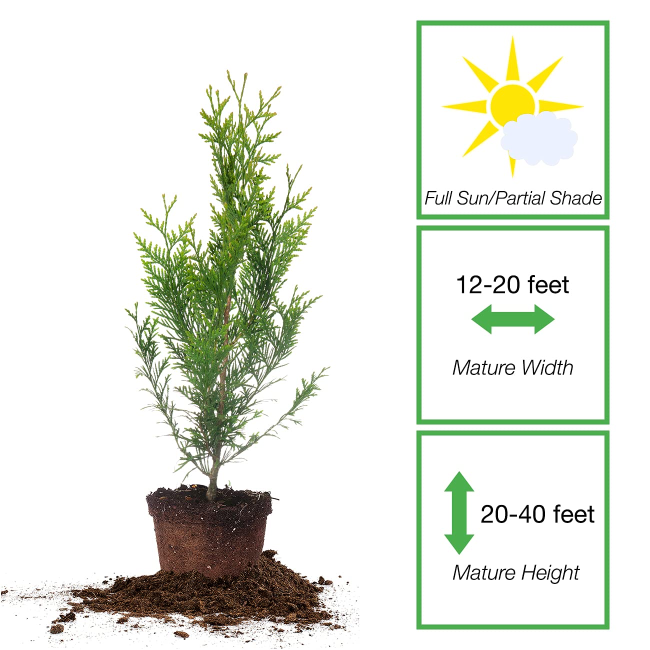 Perfect Plants Thuja Green Giant 1 Gallon 5-Pack | Privacy Evergreen Arborvitae | Adaptable Lush Green Foliage