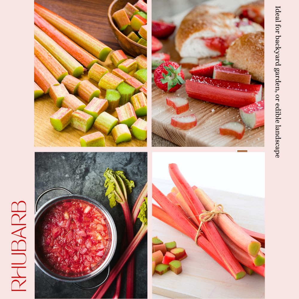 Rhubarb Plant for Planting, Red Rhubarb Root Plant, Well Rooted, 4-6 Inc, Cold Hardy Perennial Vegetable for Indoor Outdoor Garden