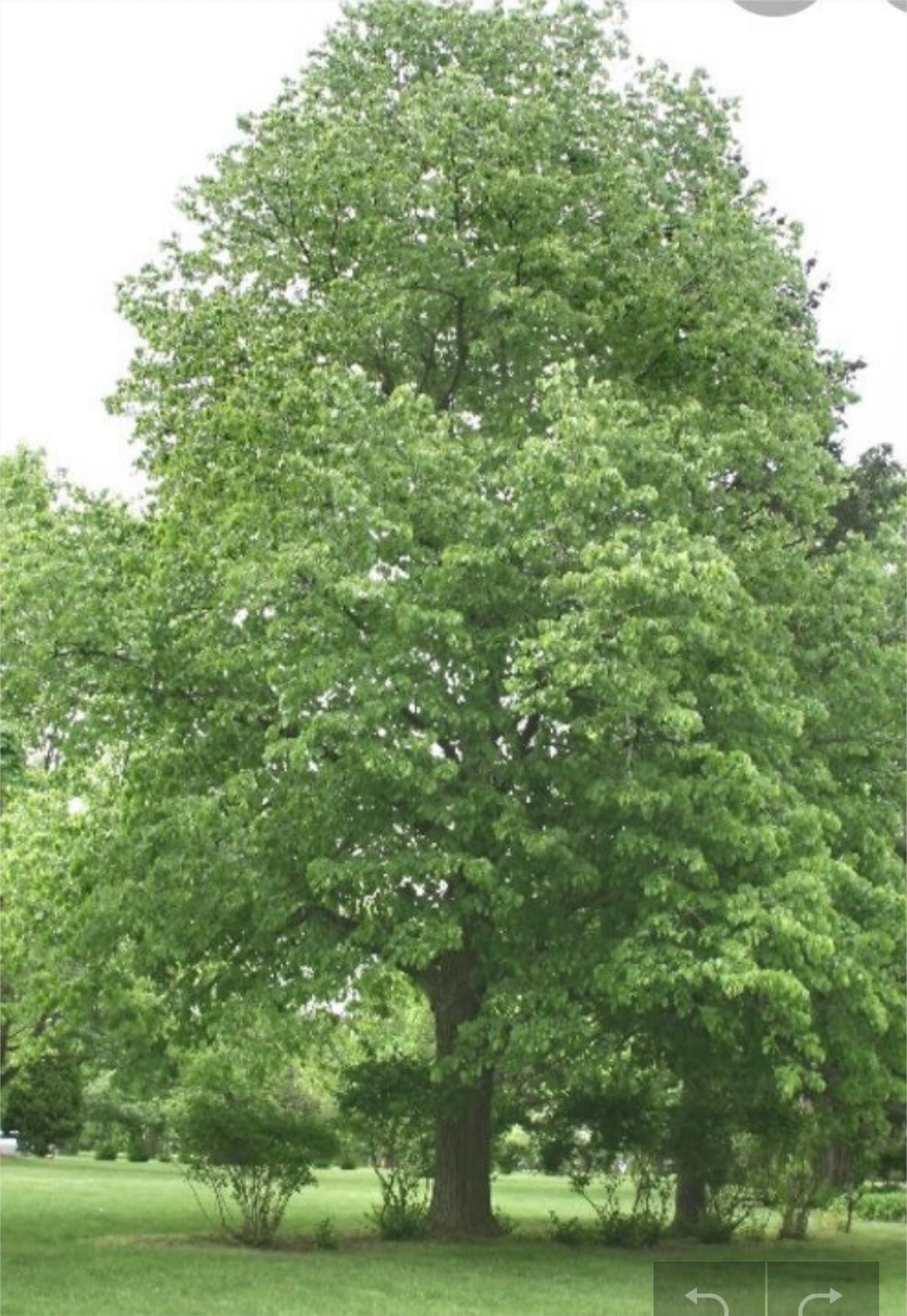 6-12” 1 Year Old Tilia Americana Tree, (American Basswood) Bare Root