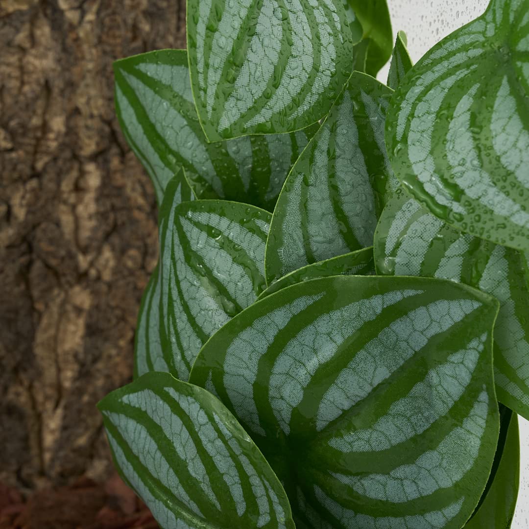 WOLEDOE Reptile Plants for Terrarium, Amphibian Habitat Decor Artificial Hanging Plants with Suction Cup - Fake Calathea Orbifolia