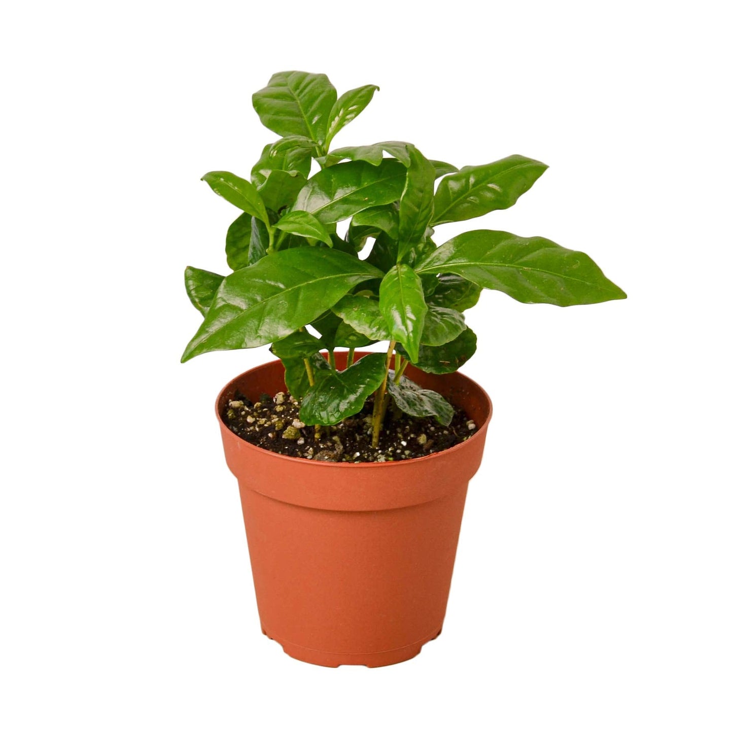 Arabica Coffee | Live Plant for Indoor & Outdoor | for Living Room, Office, Bathroom | (4" Pot)