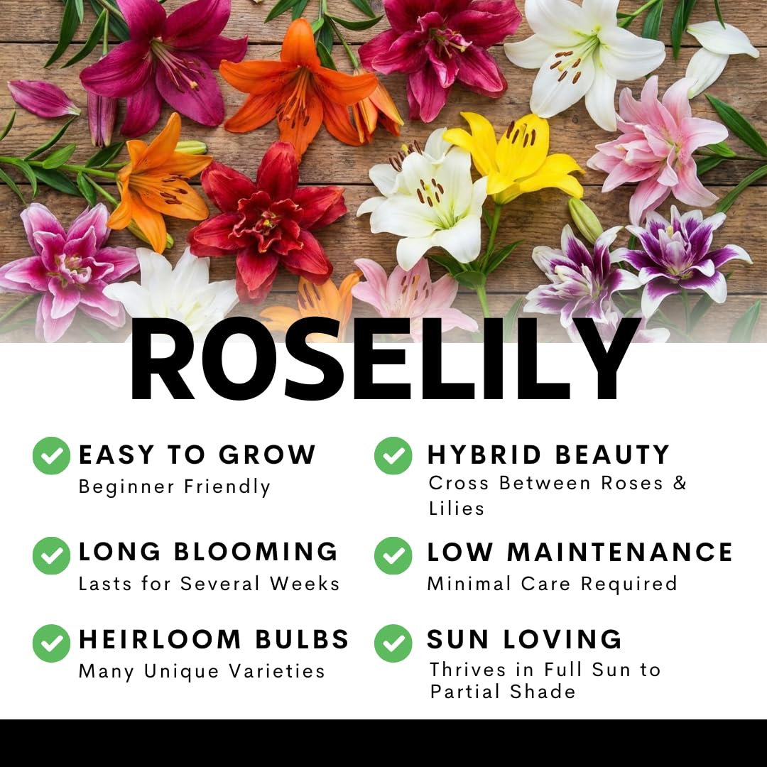 Pink Roselily Double Oriental Lily Bulbs – Fragrant, Pollen-Free, Fully Double Blooms – Premium Perennial Flower for Garden Beds & Cut Arrangements (3 Bulbs)