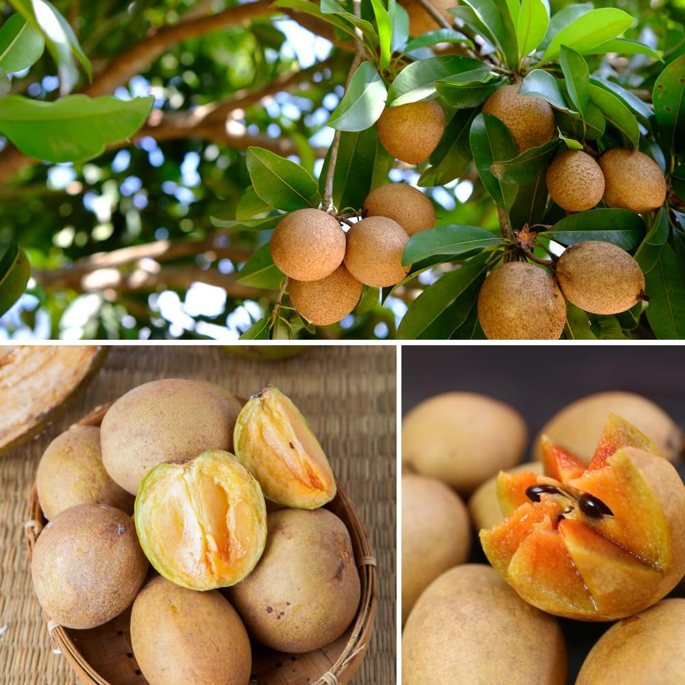 Sapodilla Tree Live Plant, Sapodilla Plant, Sweet Brown Tropical Fruit Tree, 3 Gallon Pot, 2-3 Feet Tall, Ideal for Backyard, Edible Garden, No Ship to CA