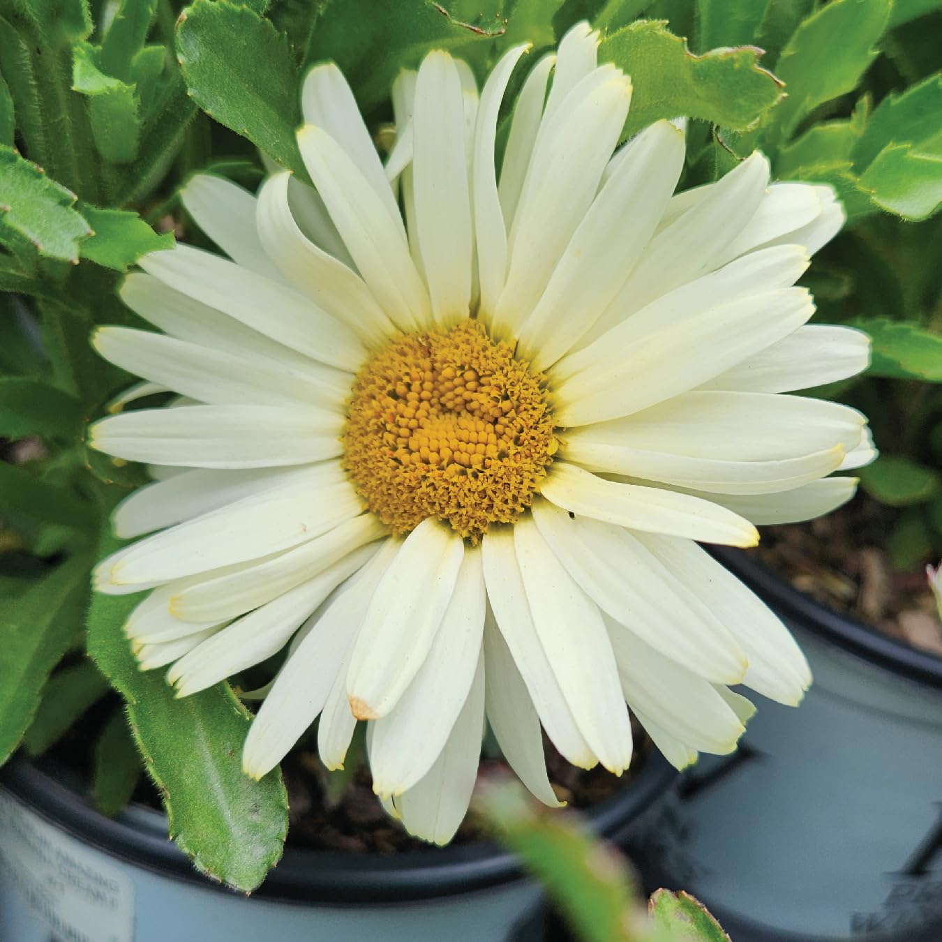 Live Plant from Green Promise Farms - Proven Winners, Leucanthemum Amazing Daisies 'Banana Cream II' Shasta Daisy, Yellow/White Flowers - #1 Gallon Size Container