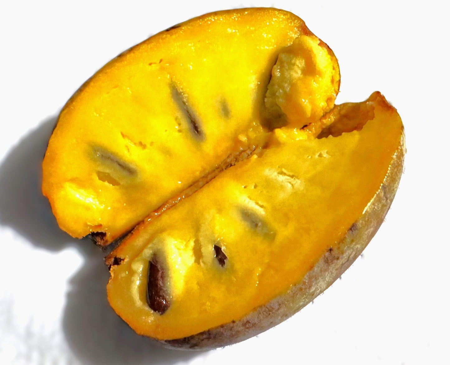 TomorrowSeeds - Paw Paw Tree Seeds - 15+ Count - for 2026 Planting Asimina Triloba North American Custard Apple Banana Papaw Banango Mango USA Native Fruit Trees Perennial Grow Your Own Home Farm