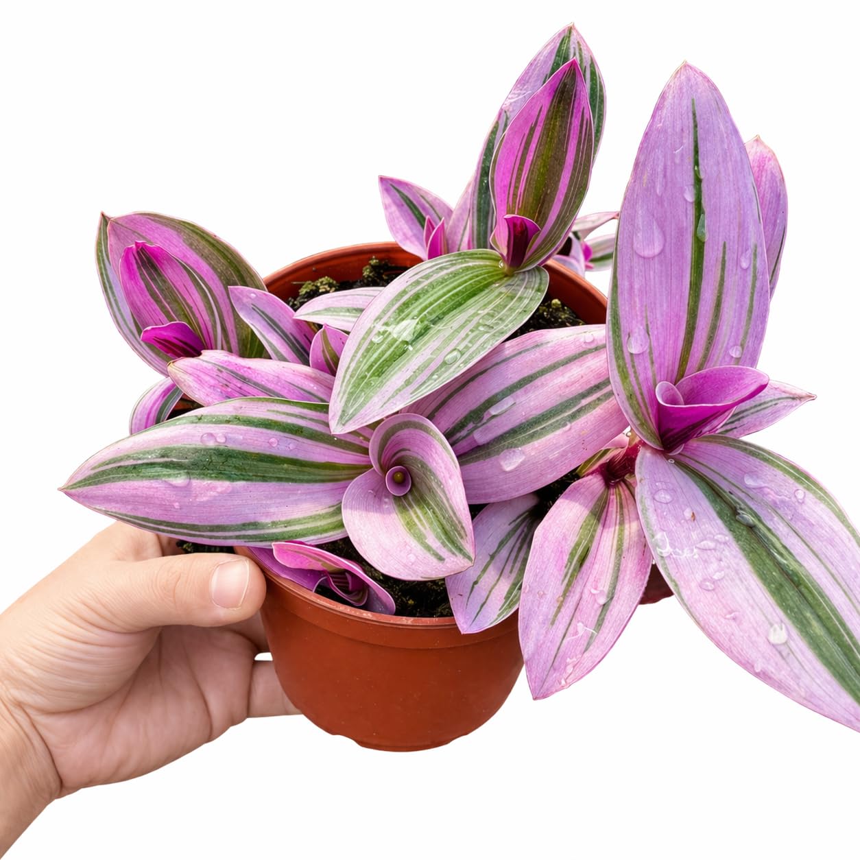 NYGardenia Tradescantia Nanouk Live Plant – 4 Inch Pot – Pink Purple Variegated Indoor Houseplant Easy Care
