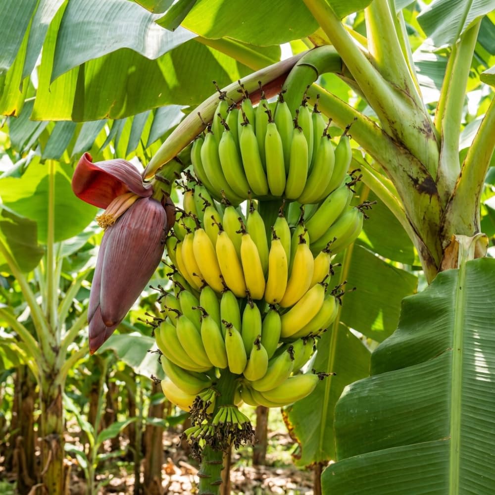 Banana Plant Live, Cold Hardy Tropical Banana, 4-6'' Tall, Starter Plant for Indoor and Outdoor (Grand Nain Banana)