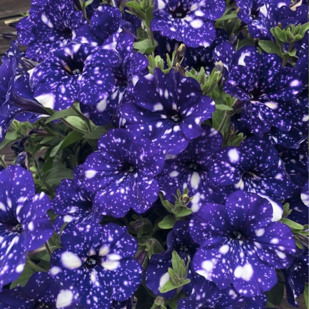Set 2 Petunias Plants Live, 5-9 Inches Tall, Petunia Flowers Seedlings, Petunias Live Plant for Home Garden, Vibrant Tropical Blooms (Night Sky Petunias)