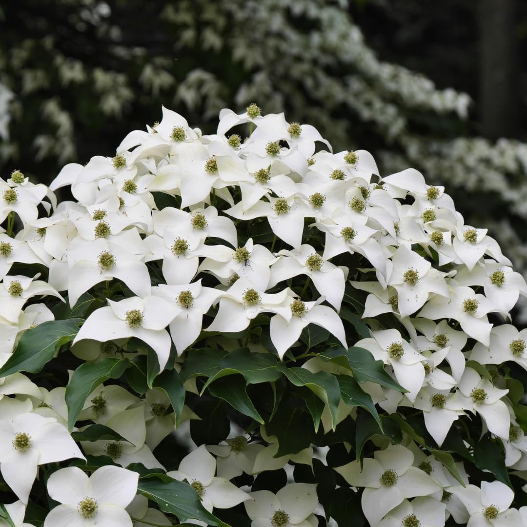 Kousa Dogwood Trees Live Plants in Pot, White Flowering Dogwood Plants Live, 6-12" Tall Bushes for Planting Outside Flower Shrubs