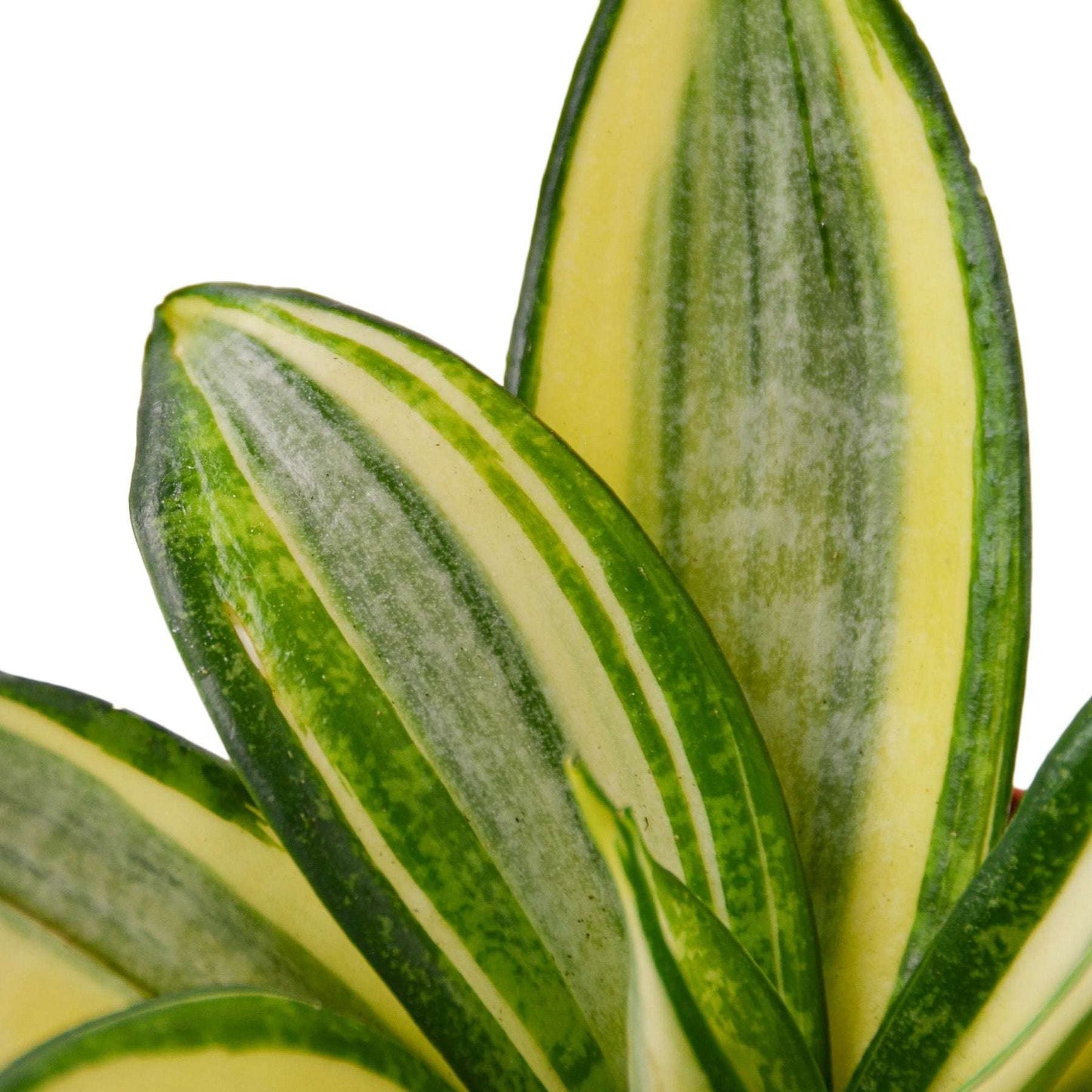 Snake Plant Gold Hahnii Live Plant for Indoor | Different Houseplants in 4'' & 6'' Pot | Real House Plant for Living Room, Office, Desk & Bathroom | Laurentii
