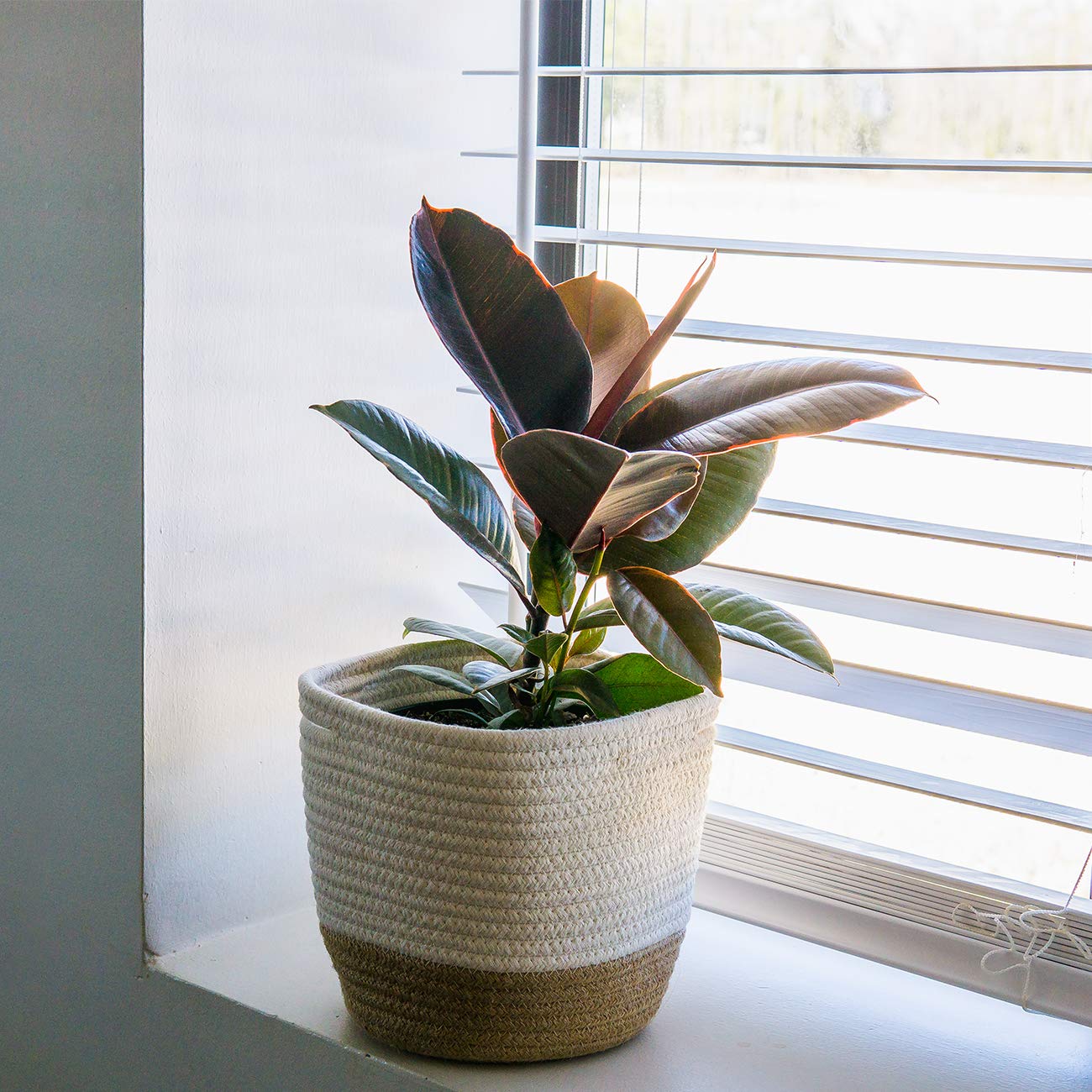 Perfect Plants Variegated Rubber Plant | Ficus Elastica 'Ruby' | Live Indoor Houseplant | Unique Home Décor, 6in. Grower's Pot