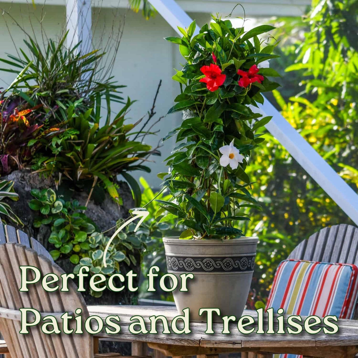 Live Mandevilla Flowering Plant - Trellis - Mixed Red Giant and White Giant - Tropical Plants of Florida - Overall Height 36" (Plant + Fertilizer)