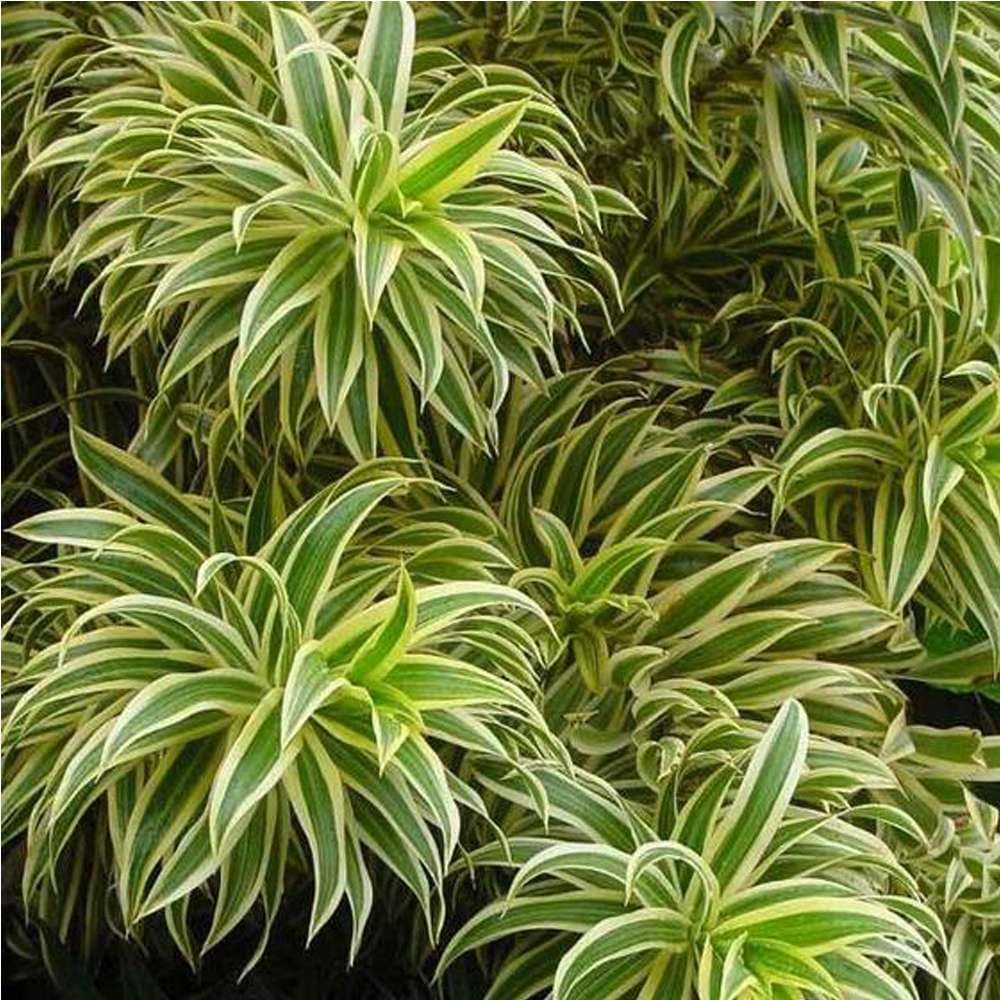 Dracaena Song of India Live Plant for Indoor | Different Houseplants in 4'' & 6'' Pot | Real House Plant for Living Room, Office, Desk & Bathroom | Dracaena reflexa | Dragon Tree