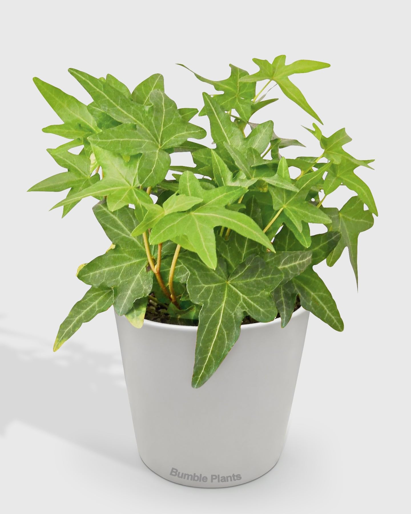 Hedera Helix 'Green California' English Ivy-4" Pot/Nursery Pot - Live Plant Easy Care, Low Maintenance for Home Decor - Air Purification Houseplant