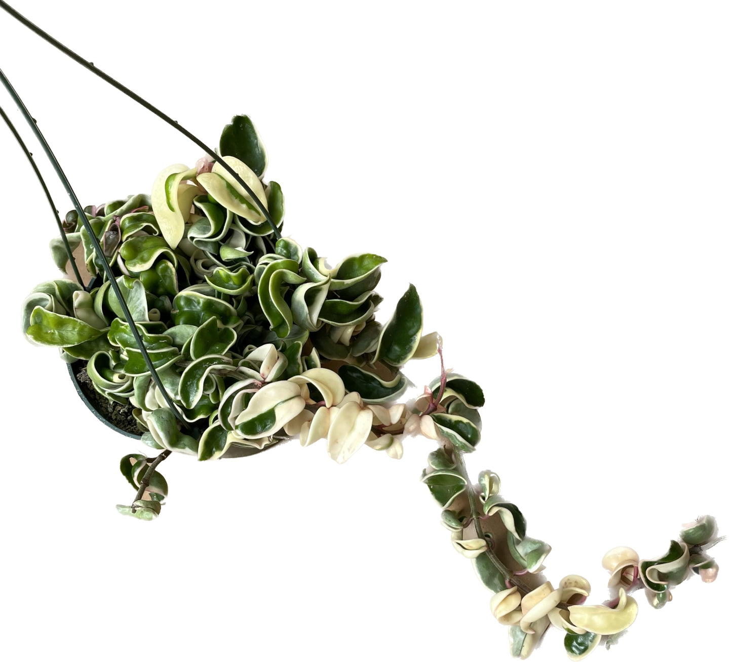 Variegated Hoya Compacta aka Hoya Hindu Rope Variegated Available in 2", 4", and 6" Pot Live Hoya Plant Prime Plants California (1 Small Plant/stem, 4" Pot)