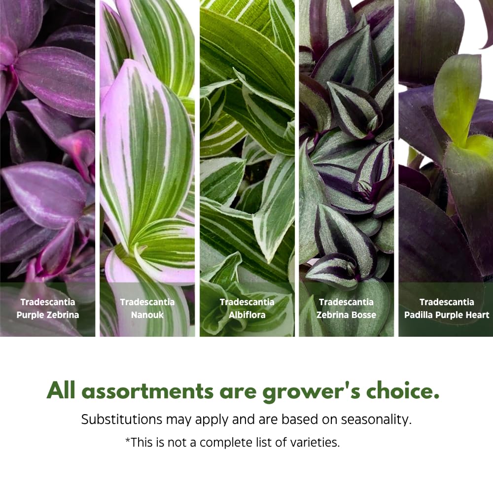 BubbleBlooms Wandering Dude Assortment Tradescantia Variety Set of 2 in 4 inch pots