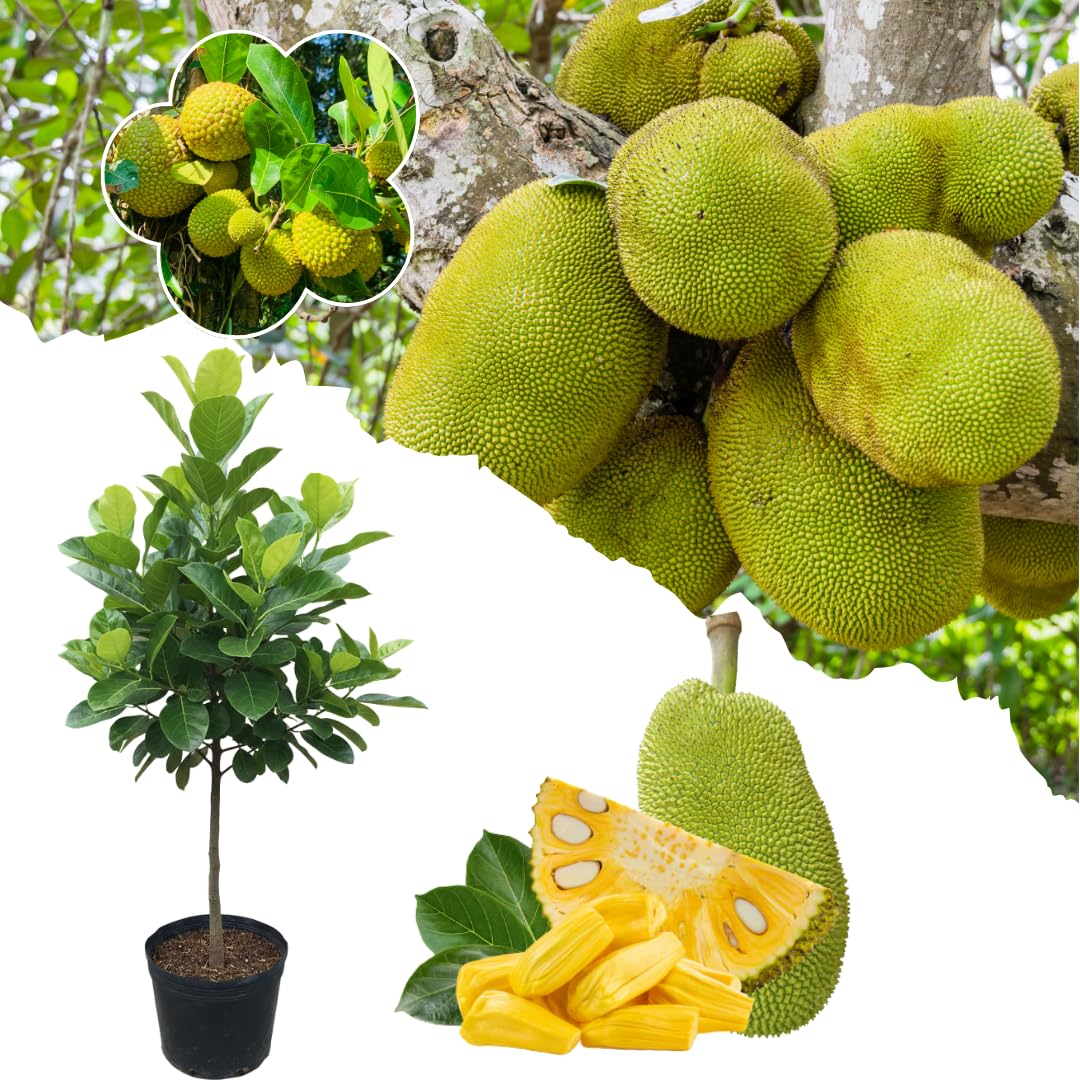 Live Jackfruit Tree Plant, Sweet Jackfruit Tree, Hardy Fruit Seedling, 2-3 Feet Tall for Outdoor Planting